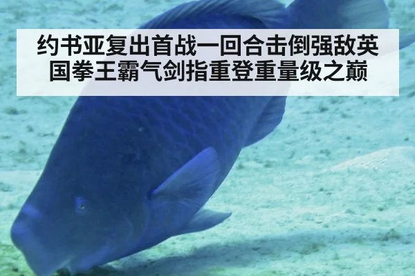 约书亚复出首战一回合击倒强敌英国拳王霸气剑指重登重量级之巅